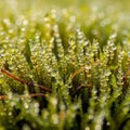 Background is softly blurred, emphasizing the sharpness of the dew Royalty Free Stock Photo