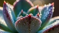Background is softly blurred emphasizing the succulence and texture of the Royalty Free Stock Photo