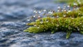 Background is softly blurred emphasizing the texture of the moss and Royalty Free Stock Photo