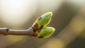 Background is softly blurred highlighting the buds. This image Royalty Free Stock Photo