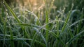 Background is softly blurred highlighting the sharp focus on the dew Royalty Free Stock Photo