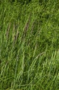 Background of sorghum halepense with straight stems in natural green grass field, district Marchaevo, Sofia, Vitosha mountain Royalty Free Stock Photo