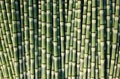 Background of Souring Rush Horsetail Plant Spires Royalty Free Stock Photo