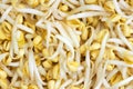 Soy bean sprouts Royalty Free Stock Photo