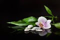 Background of a spa with stones, orchid flower and a sprig of bamboo