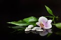 Background of a spa with stones, orchid flower