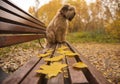 In the background, a specially blurred, unfocused dog sits on a bench.In focus autumn leaves lying on boutique.
