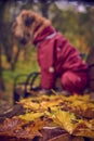 In the background, a specially blurred, unfocused dog sits on a bench.In focus autumn leaves lying on boutique