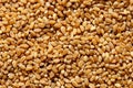 Background of spelt groats. Royalty Free Stock Photo