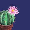 Background spheric small cactus with pink flower in brown pot on deep violet background.Blooming succulents