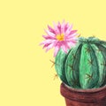 Background spheric small cactus with pink flower in brown pot on deep violet background.Blooming
