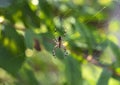 A background with a spider isolated on his spider web Royalty Free Stock Photo