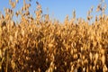 Background spikes ripe oats.