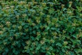 Background with spirea with green small leafs and unblown flowers