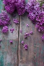 Background with splendid lilac flowers