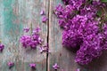 Background with splendid lilac flowers