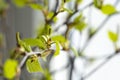 Background with sprig with young leaves of birch.