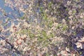 background of spring almond blossoms tree. selective focus. Royalty Free Stock Photo