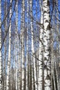 Background spring birch forest and blue sky Royalty Free Stock Photo