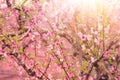 background of spring blossom tree with pink beautiful flowers. selective focus Royalty Free Stock Photo