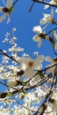 Background. A spring  branch with beautiful flowers of magnolia against the blue sky Royalty Free Stock Photo