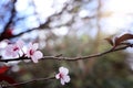 Background of spring cherry blossoms tree. selective focus Royalty Free Stock Photo