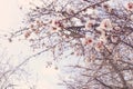 Background of spring cherry blossoms tree. selective focus Royalty Free Stock Photo
