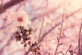 Background of spring cherry blossoms tree. selective focus Royalty Free Stock Photo