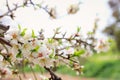 Background of spring cherry blossoms tree. selective focus Royalty Free Stock Photo