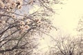 Background of spring cherry blossoms tree. selective focus Royalty Free Stock Photo
