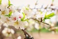Background of spring cherry blossoms tree. selective focus Royalty Free Stock Photo