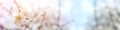 Background of spring cherry blossoms tree. selective focus Royalty Free Stock Photo