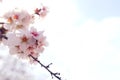 Background of spring cherry blossoms tree. selective focus Royalty Free Stock Photo