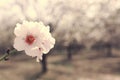 Background of spring cherry blossoms tree. selective focus Royalty Free Stock Photo