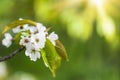 background of spring cherry blossoms tree. selective focus. cherry flowers natural green background and wallpaper Royalty Free Stock Photo