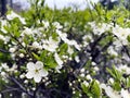 Background of spring flowering, Beautiful garden Royalty Free Stock Photo