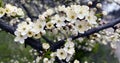 Panoramic shot of a tree blooming in a spring garden Royalty Free Stock Photo