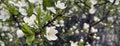 Panoramic shot of a tree blooming in a spring garden Royalty Free Stock Photo