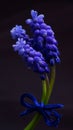 Background with spring flowers, blue mascari mascari botryoides Royalty Free Stock Photo