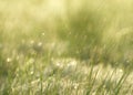 Background of spring grass covered with morning dew. Soft backlight Royalty Free Stock Photo