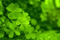 Background of spring leaves Royalty Free Stock Photo