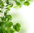 Background, spring leaves and flowers Royalty Free Stock Photo
