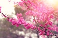 background of spring pink cherry blossoms tree. selective focus. Royalty Free Stock Photo