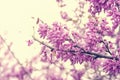 background of spring pink cherry blossoms tree. selective focus. Royalty Free Stock Photo
