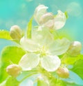 Background with spring time apple tree blooming Royalty Free Stock Photo