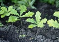 The background of the spring vegetation.New young oak trees, sprouting from the seeds of the acorn Royalty Free Stock Photo