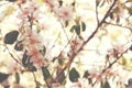 background of spring white cherry blossoms tree. selective focus. Royalty Free Stock Photo