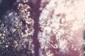 background of spring white cherry blossoms tree. selective focus. Royalty Free Stock Photo