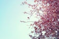 background of spring white cherry blossoms tree. selective focus. Royalty Free Stock Photo