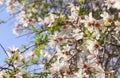 background of spring white cherry blossoms tree. selective focus. Royalty Free Stock Photo